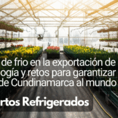 La cadena de frío en la exportación de flores: Tecnología y retos para garantizar la calidad desde Cundinamarca al mundo